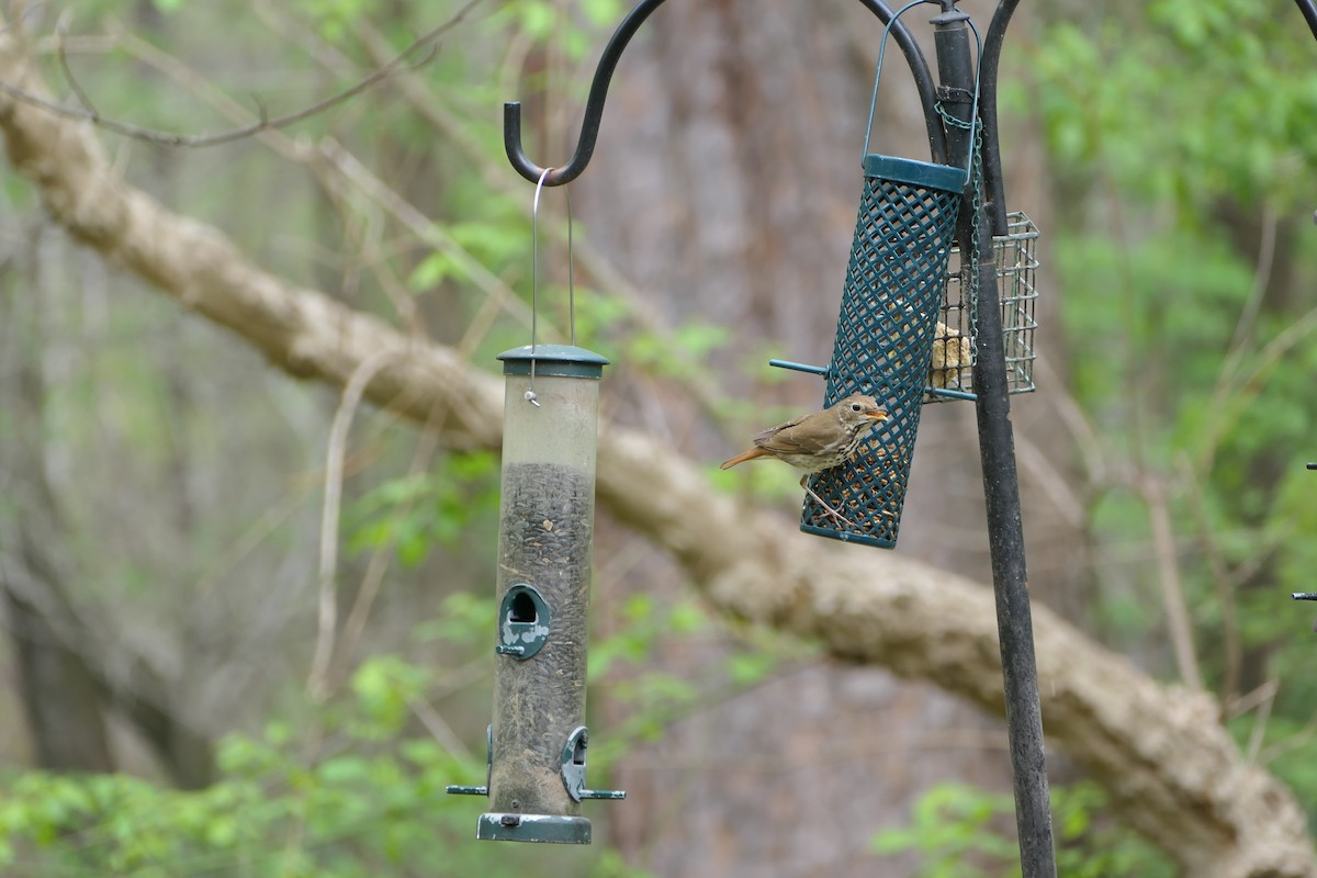 drozd rezavoocasý - ML654200619