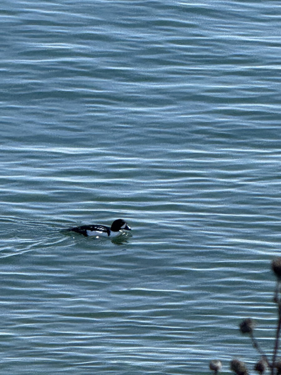 eBird Checklist - 4 Apr 2026 - Point Defiance Park--Dune Peninsula ...