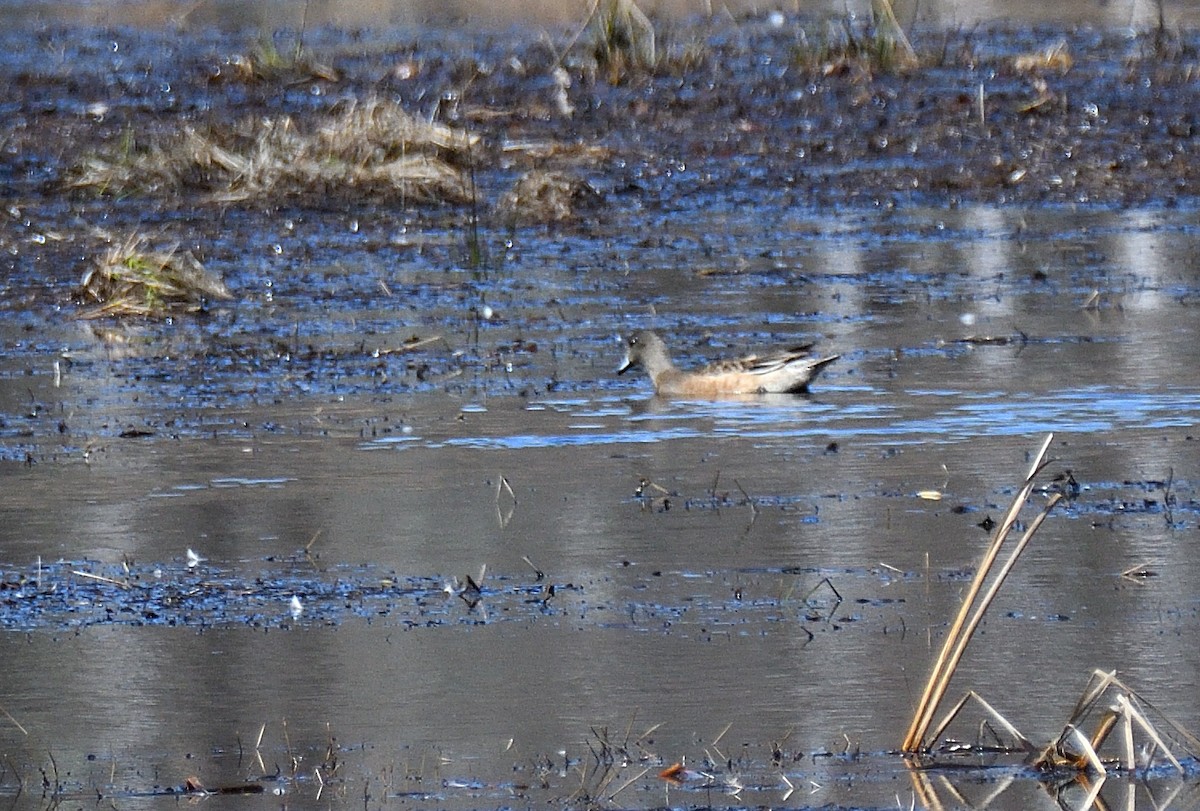 eBird Checklist - 4 Apr 2026 - High Ridge WMA - 37 species (+1 other taxa)