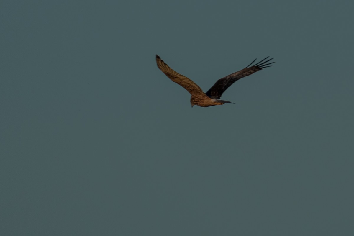 Swamp Harrier - ML65420571