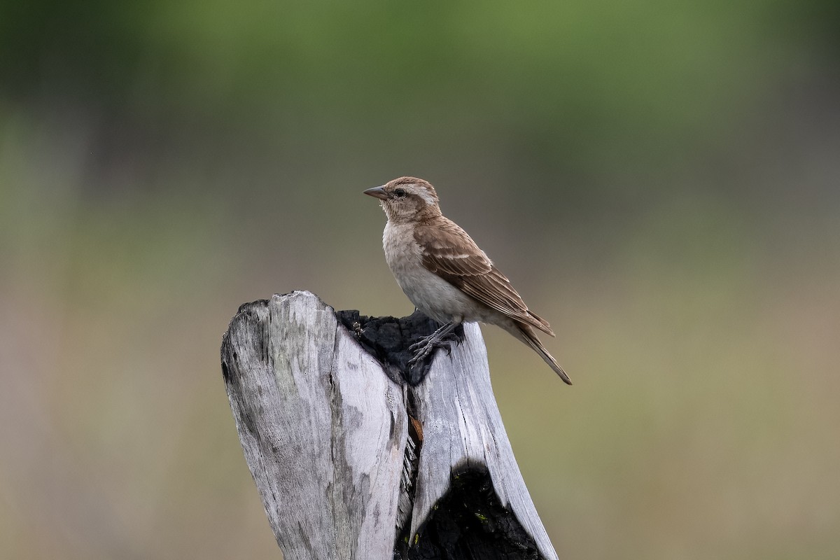 Moineau bridé - ML654209175