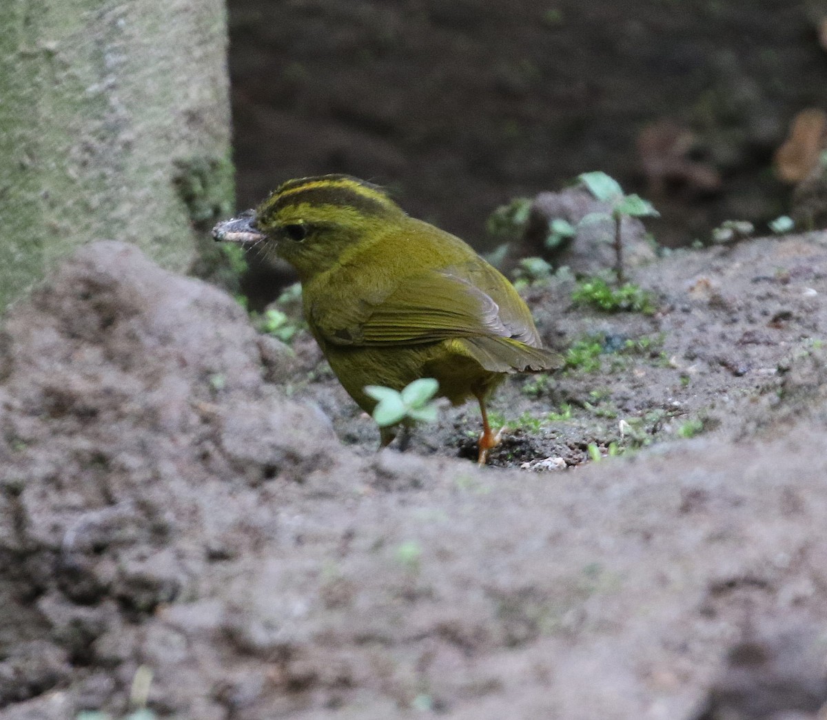 Choco Warbler - ML654209327