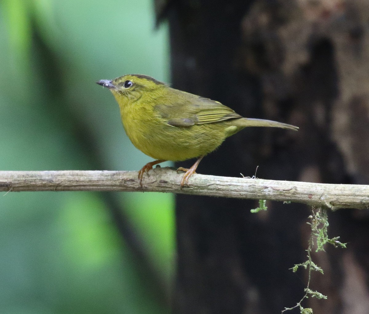 Choco Warbler - ML654209328