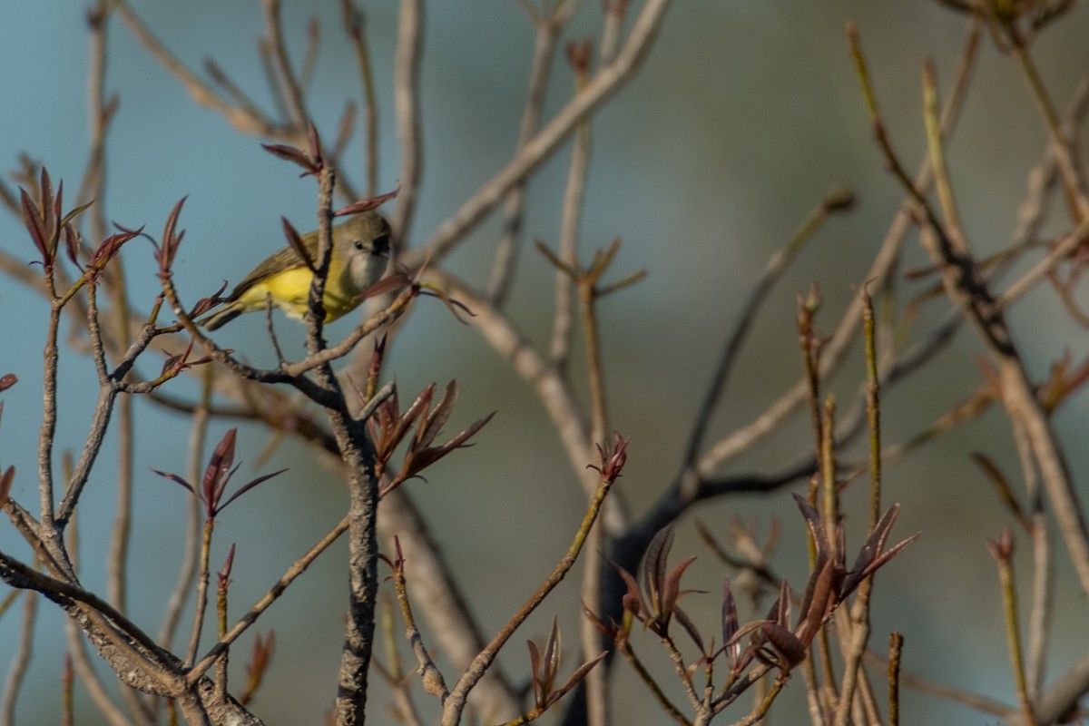 Lemon-bellied Flyrobin - ML65420961