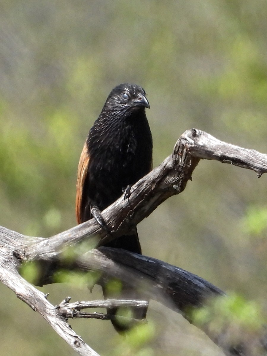 Black Coucal - ML654210265