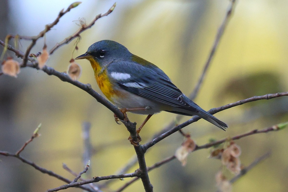 Kuzeyli Parula - ML654212047