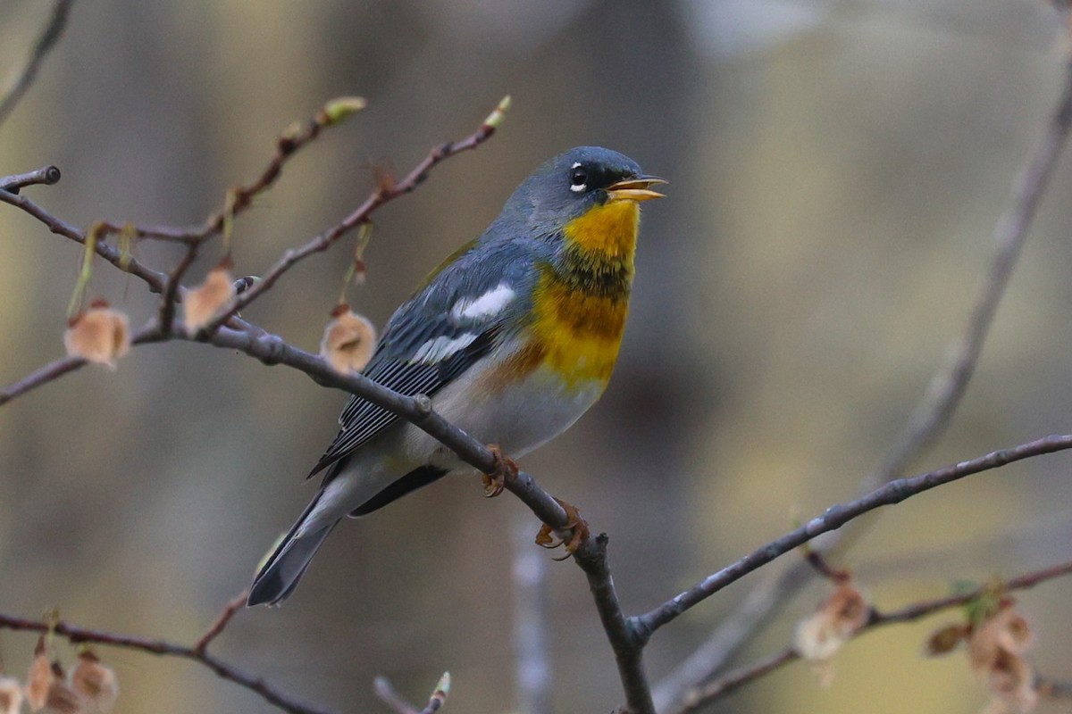 Kuzeyli Parula - ML654212070