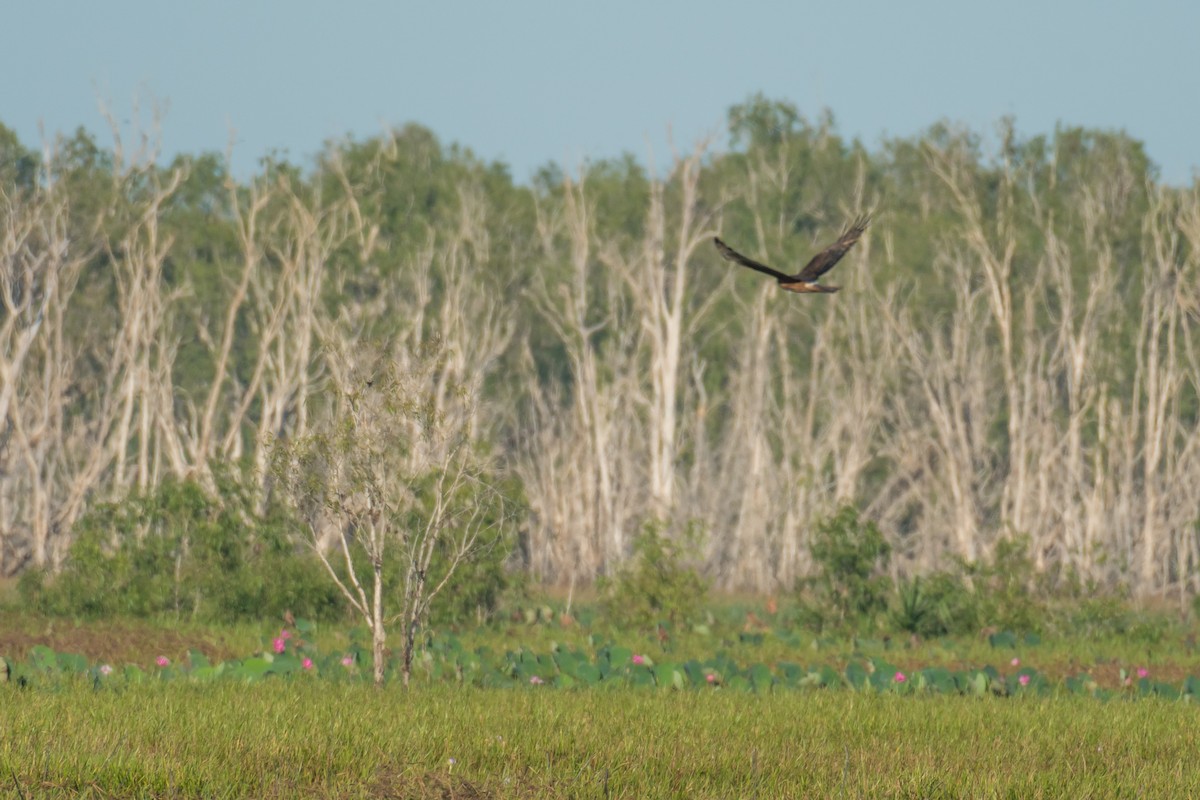 Swamp Harrier - ML65421311