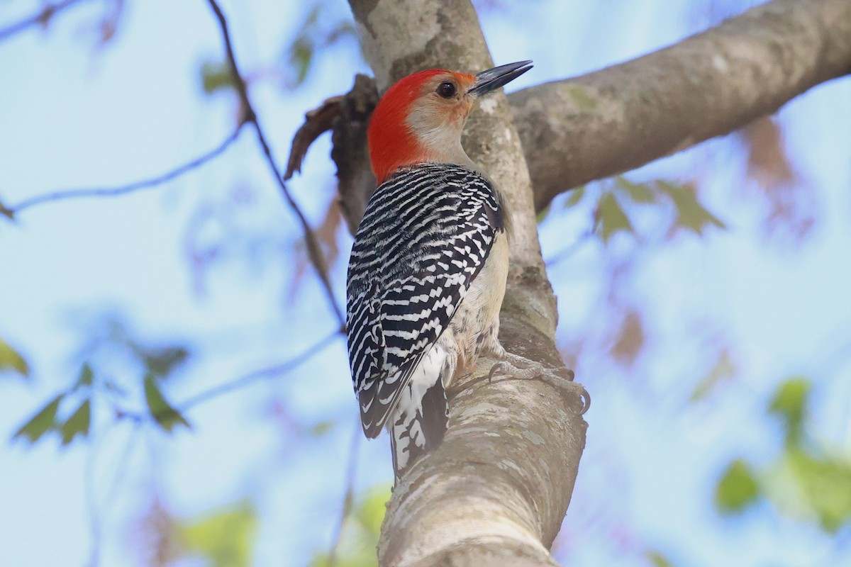 Red-bellied Woodpecker - ML654213184