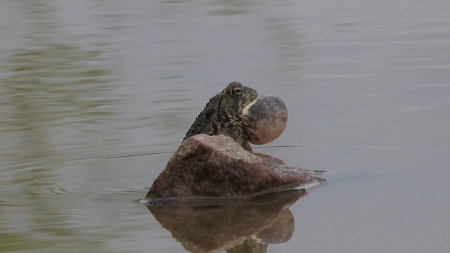 Woodhouse's Toad - ML654213510