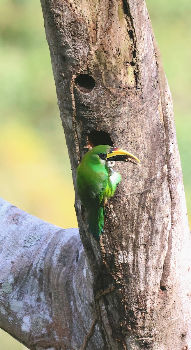 Northern Emerald-Toucanet - ML654214105