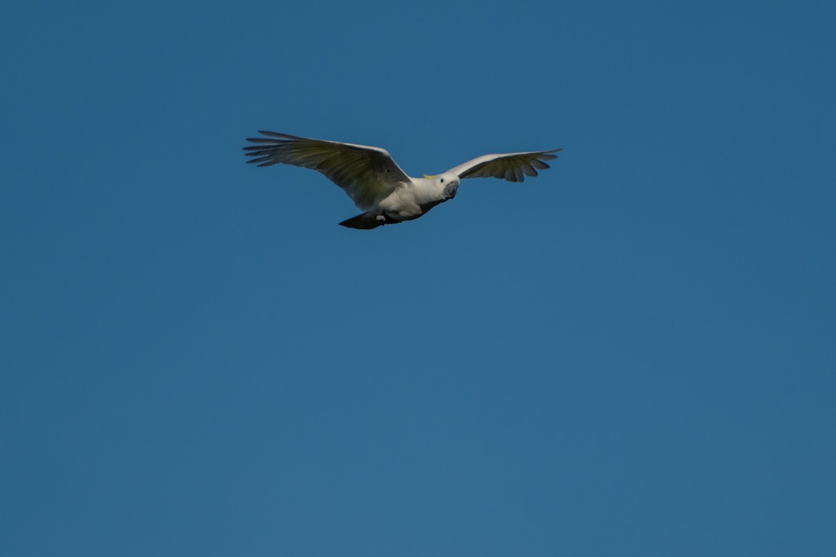 Gelbhaubenkakadu - ML65421461