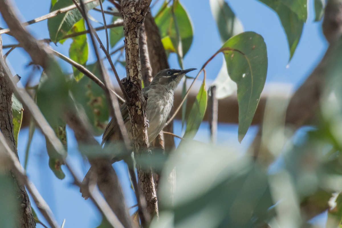 White-lined Honeyeater - ML65421651