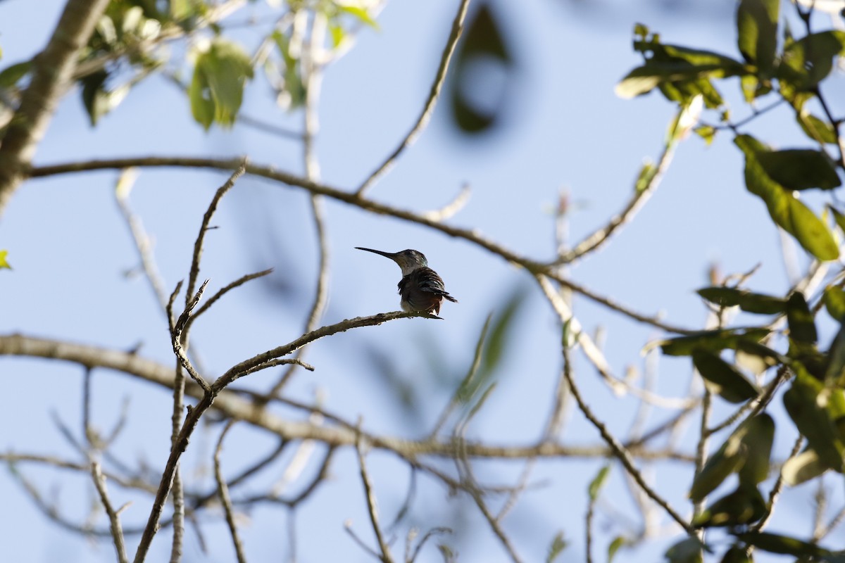 Wedge-tailed Sabrewing - ML654216859