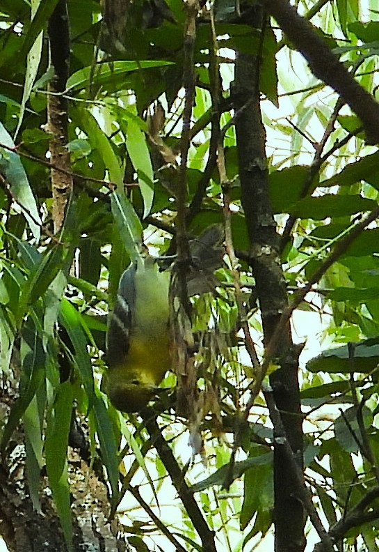 vireo sp. - ML654217251