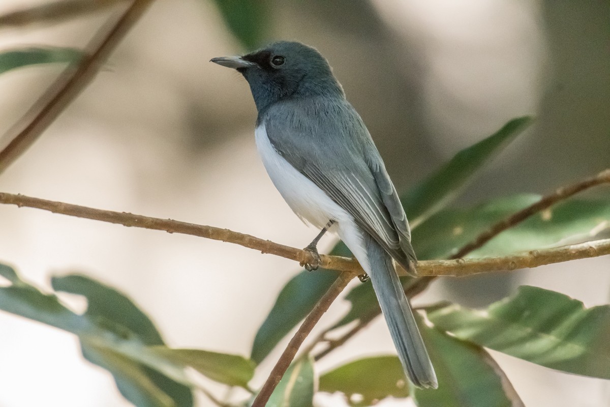 Leaden Flycatcher - ML65421751