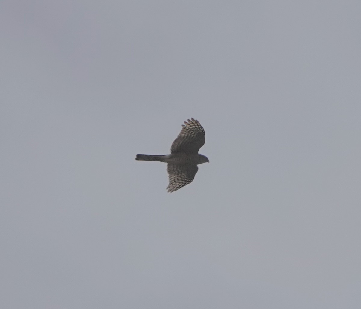 Sharp-shinned Hawk (Northern) - ML654218808