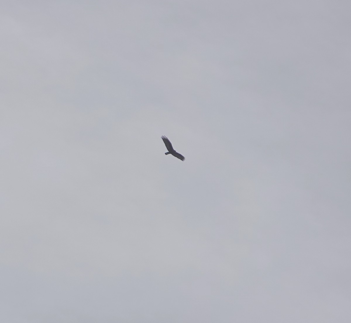 Zone-tailed Hawk - ML654218819