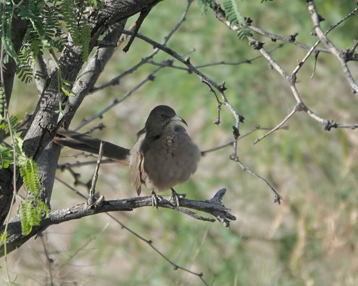 Crissal Thrasher - ML654218953