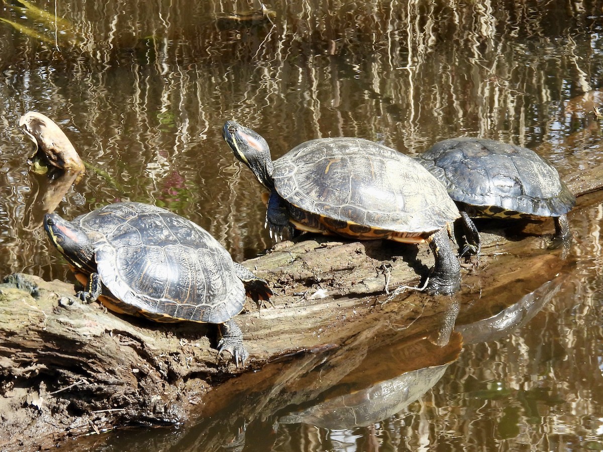 Pond Slider - ML654219213