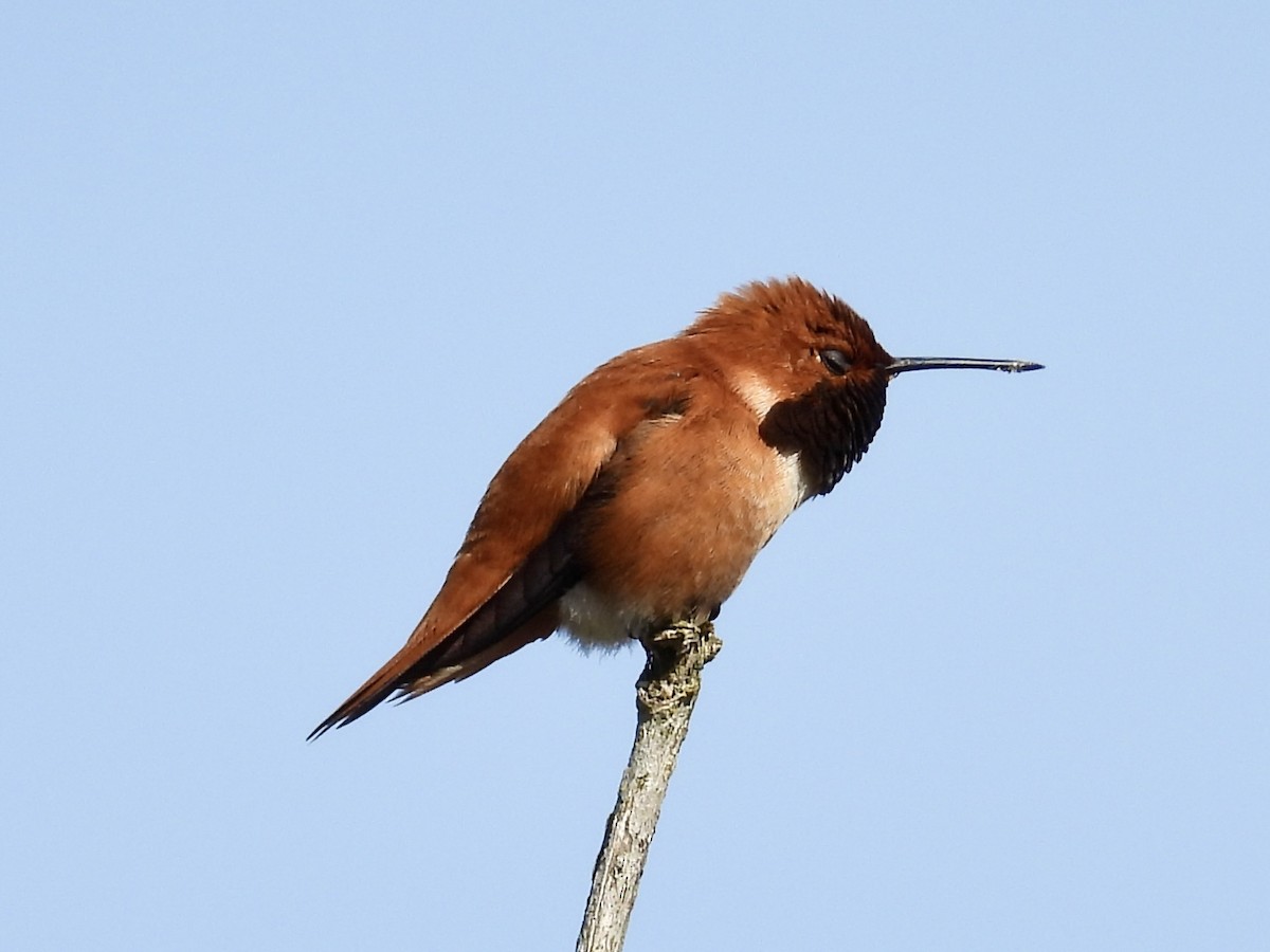 Rufous Hummingbird - ML654219288