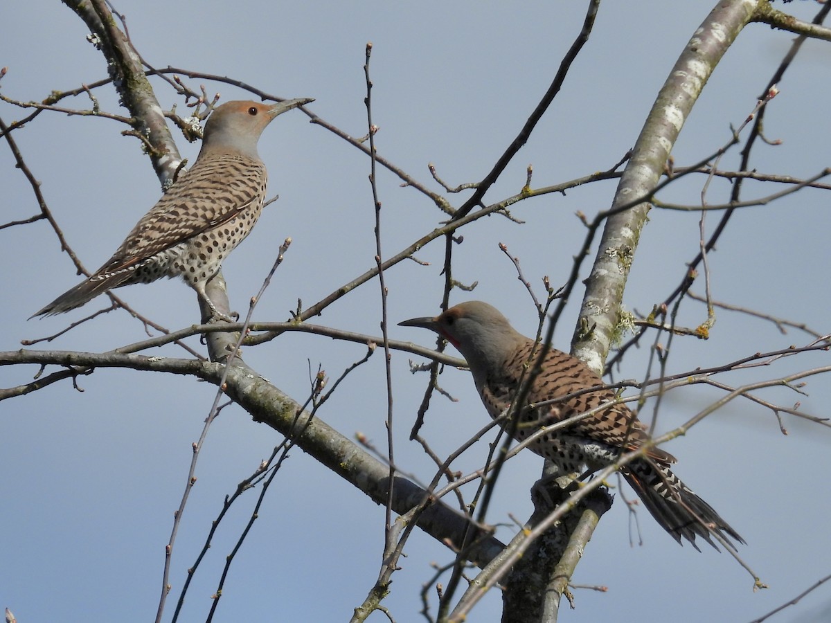 Northern Flicker (Red-shafted) - ML654219309