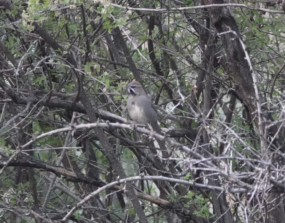 Five-striped Sparrow - ML654220879