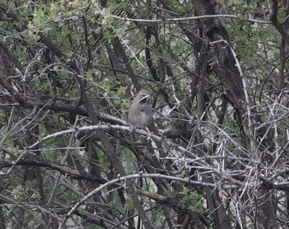Five-striped Sparrow - ML654220880