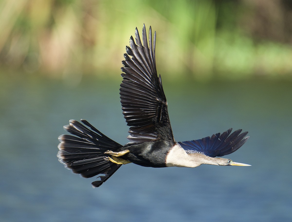 Anhinga - ML654221340