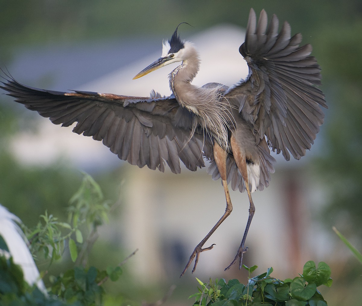 Great Blue Heron - ML654221515