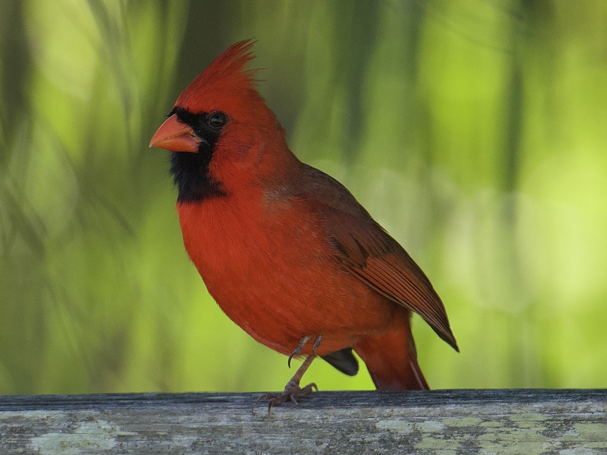 Northern Cardinal - ML654221538