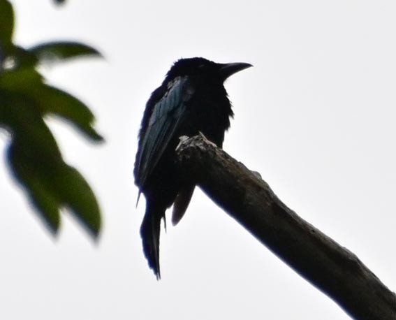 Palawan Drongo (Palawan) - ML654221767
