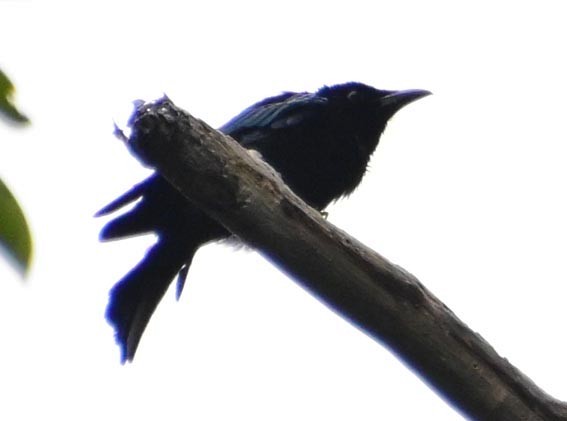 Palawan Drongo (Palawan) - ML654221781