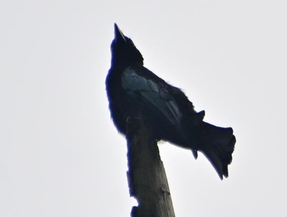Palawan Drongo (Palawan) - ML654221806