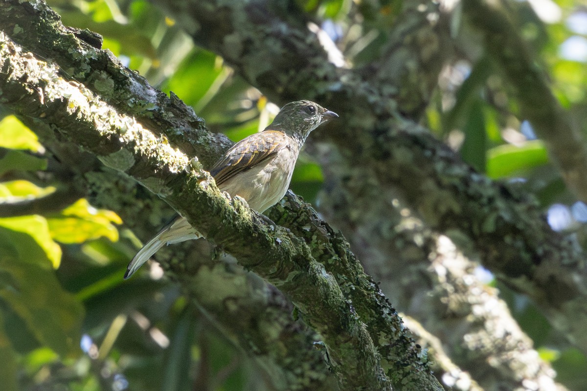 Scaly-throated Honeyguide - ML654222103