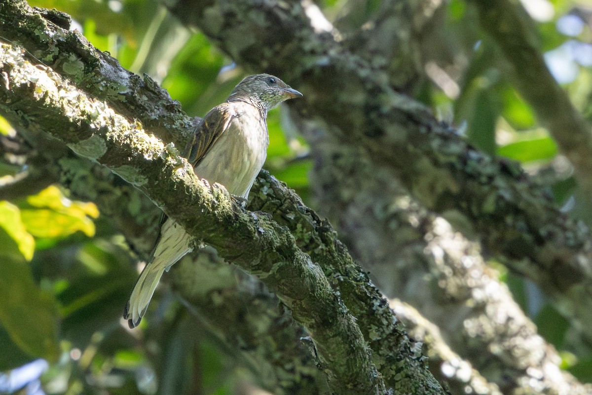 Scaly-throated Honeyguide - ML654222104