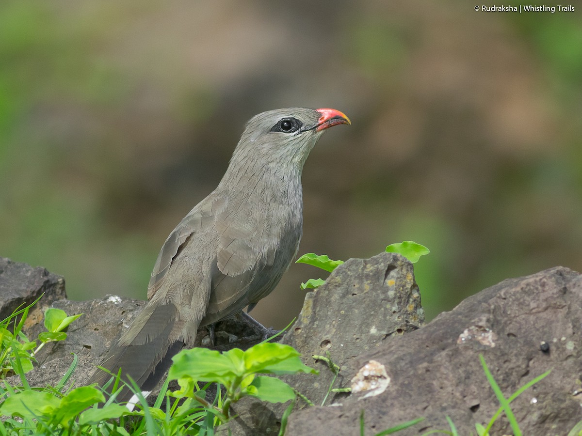 Sirkeer Malkoha - Rudraksha Chodankar