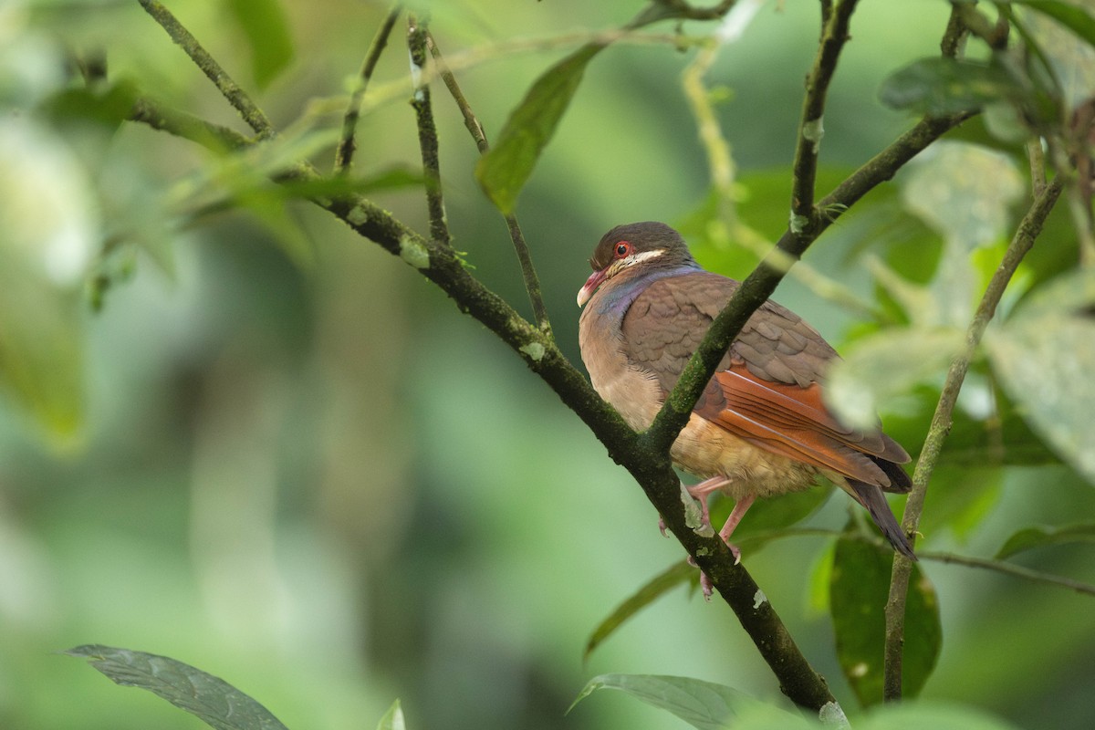 Bridled Quail-Dove - ML654224809