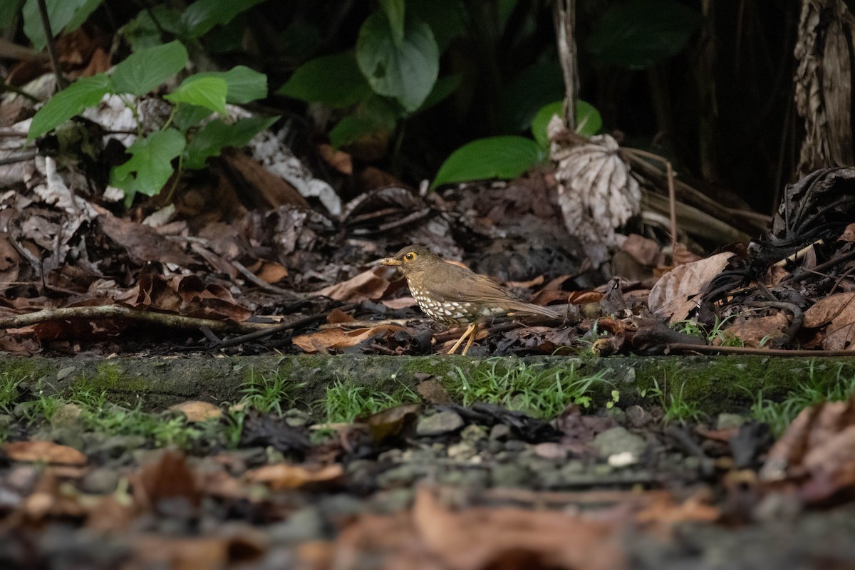 Forest Thrush - ML654224850