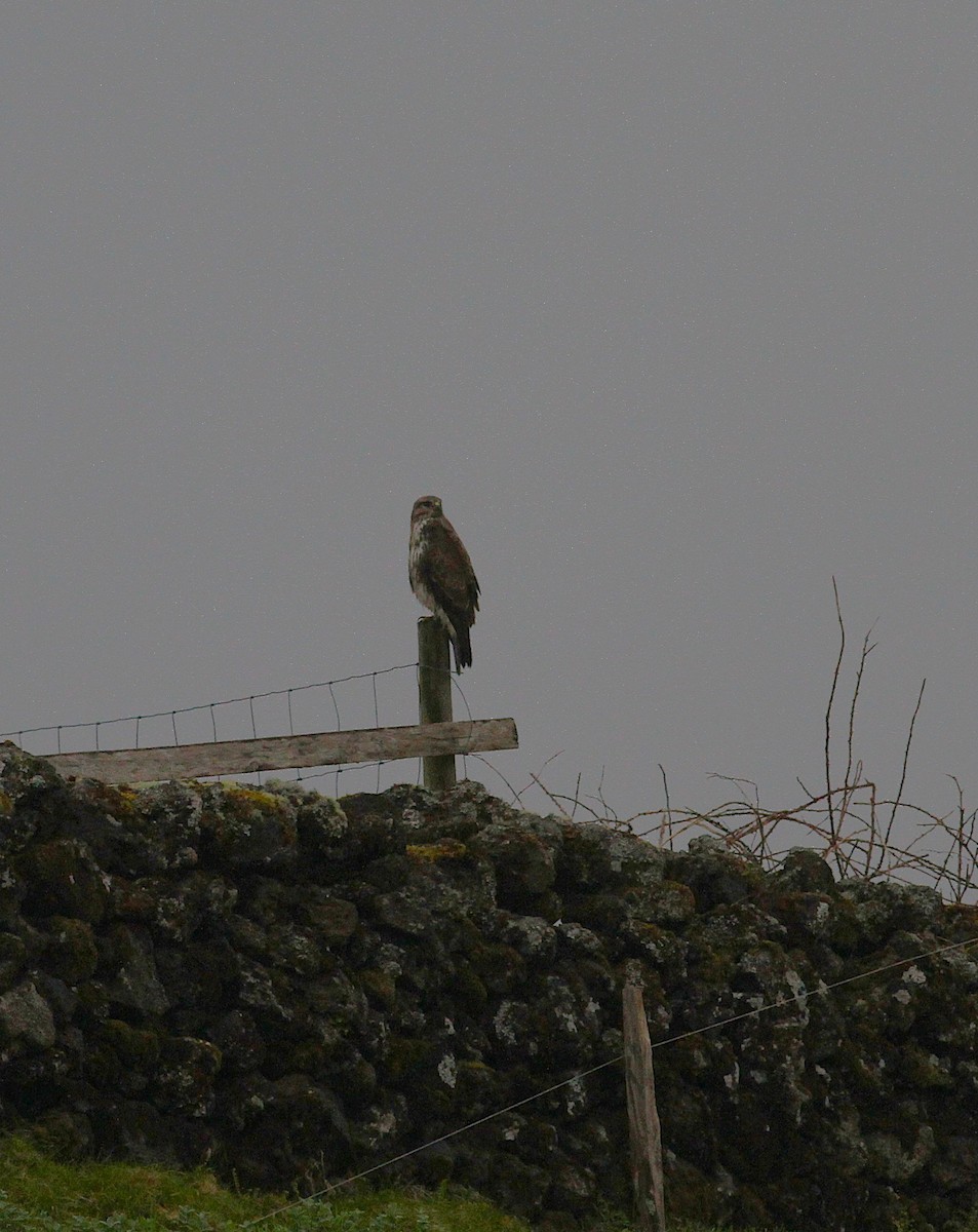 musvåk (rothschildi) - ML654228815