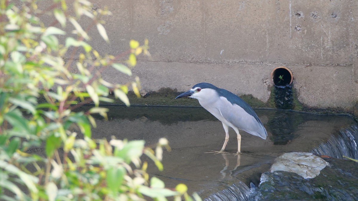Black-crowned Night Heron - ML654229831