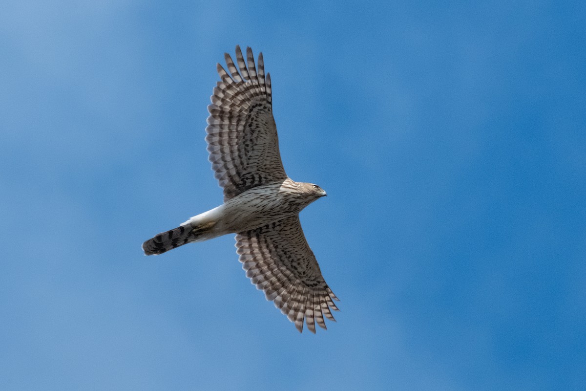 Cooper's Hawk - ML654230611