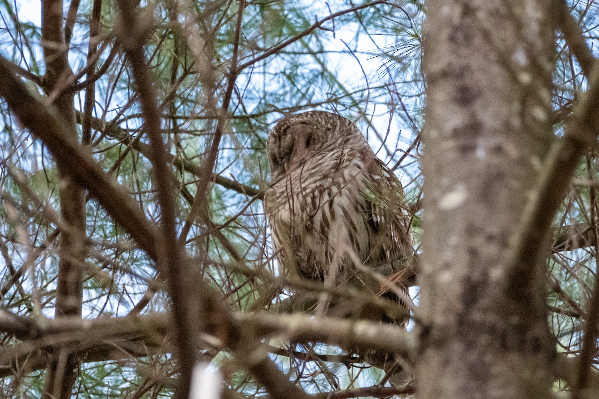 Barred Owl - ML654230688