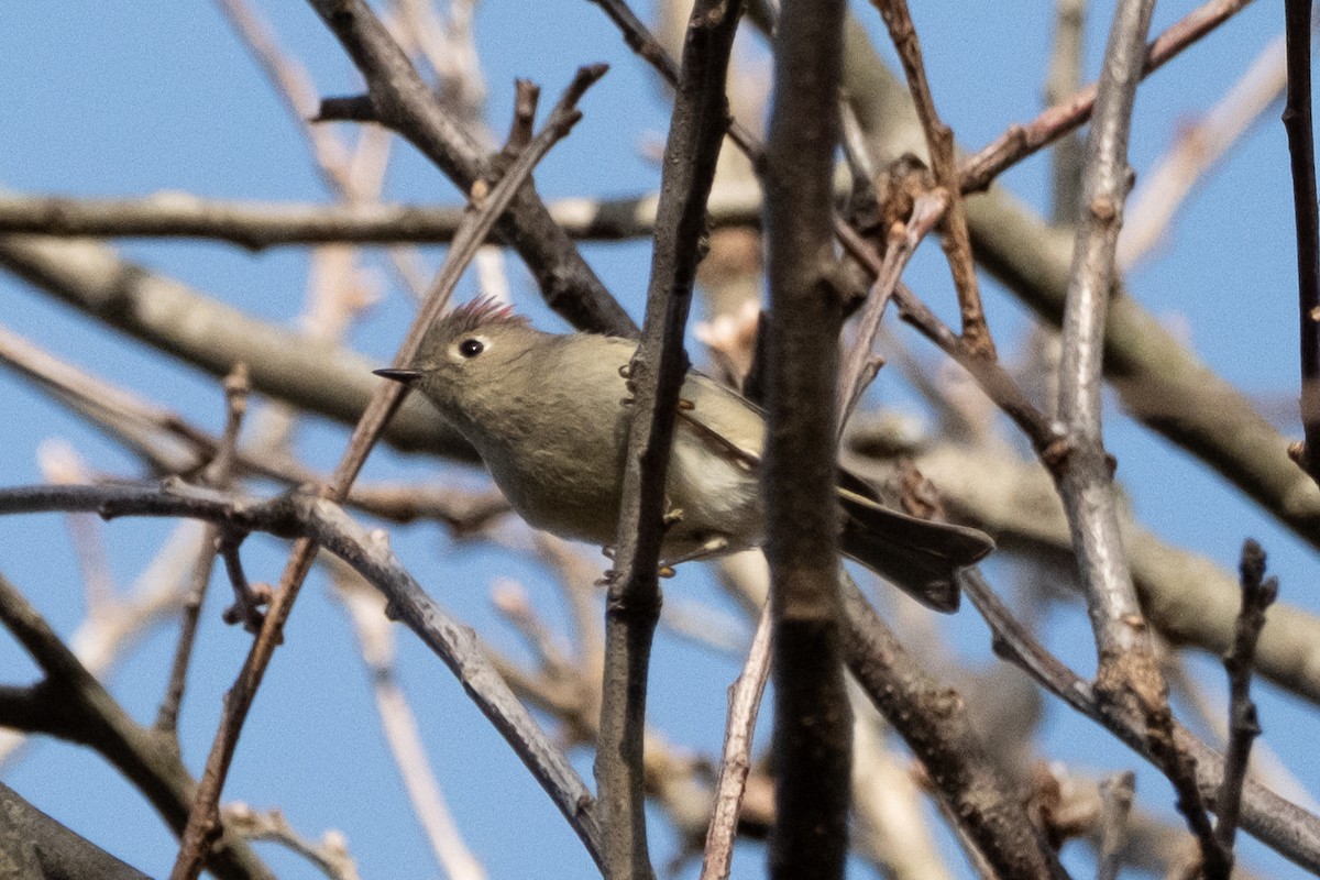 Ruby-crowned Kinglet - ML654230707