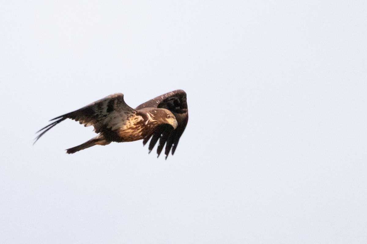 Bald Eagle - ML654230715