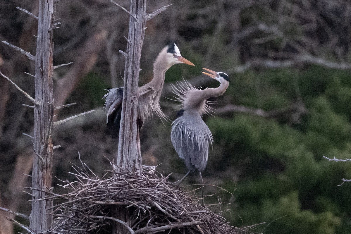 Great Blue Heron - ML654230737