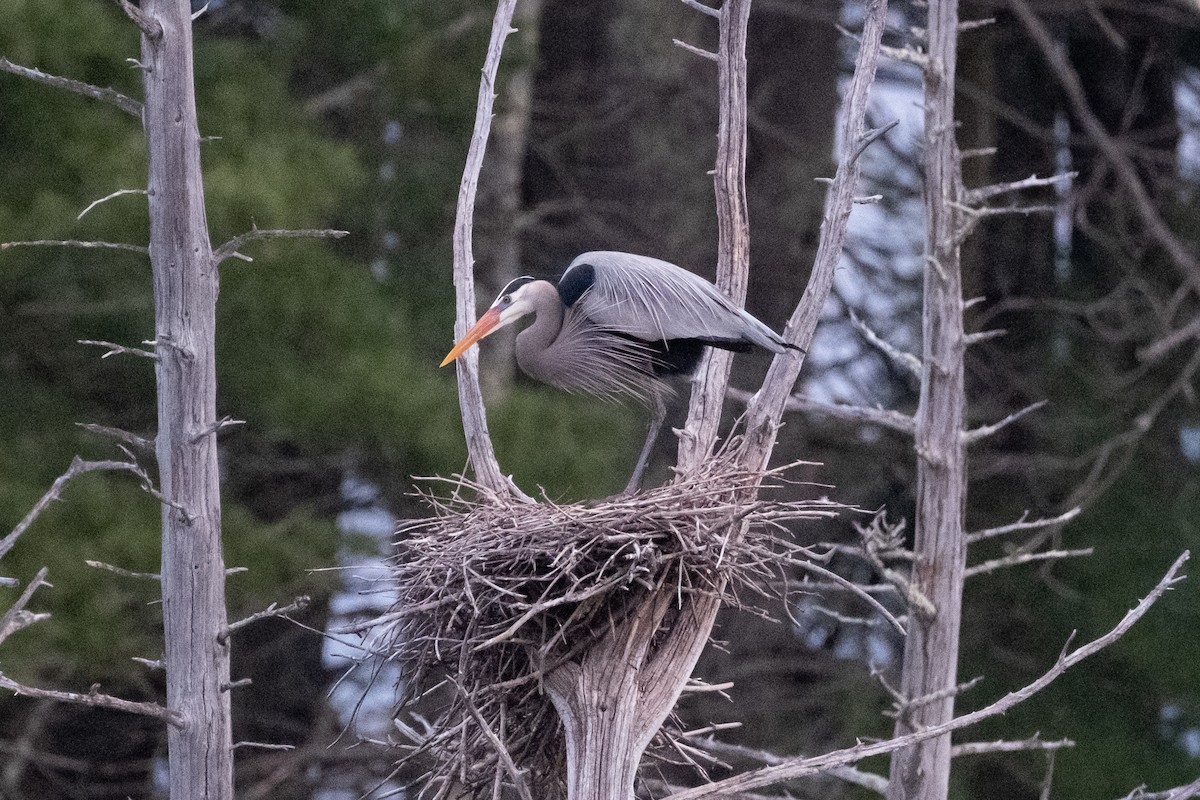 Great Blue Heron - ML654230738