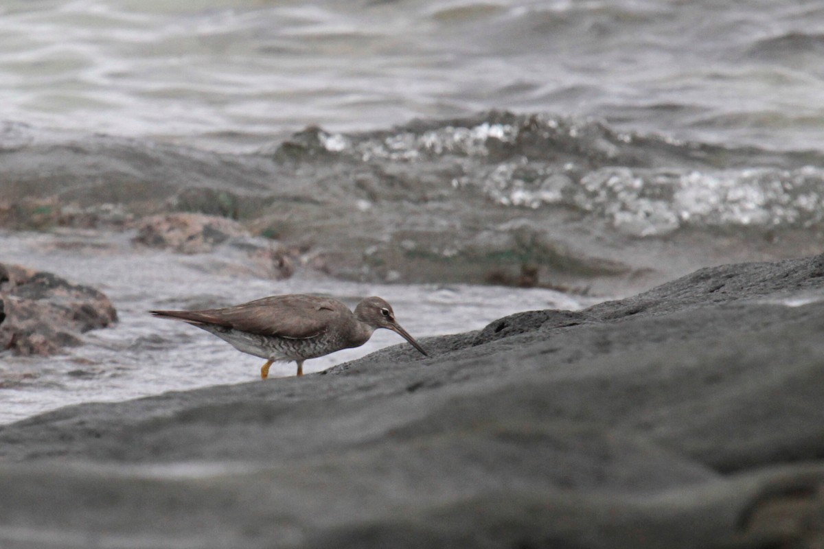 Wandering Tattler - Daniel George