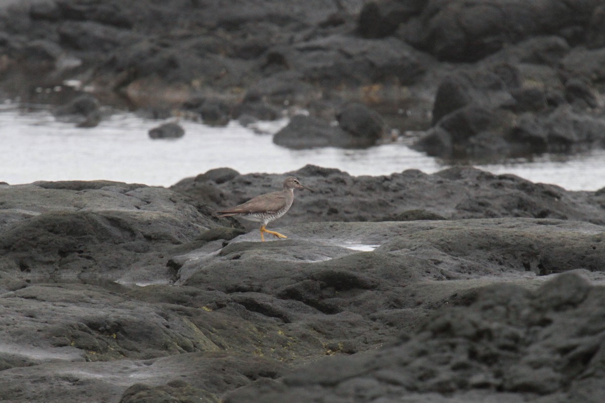 Wandering Tattler - ML65423141