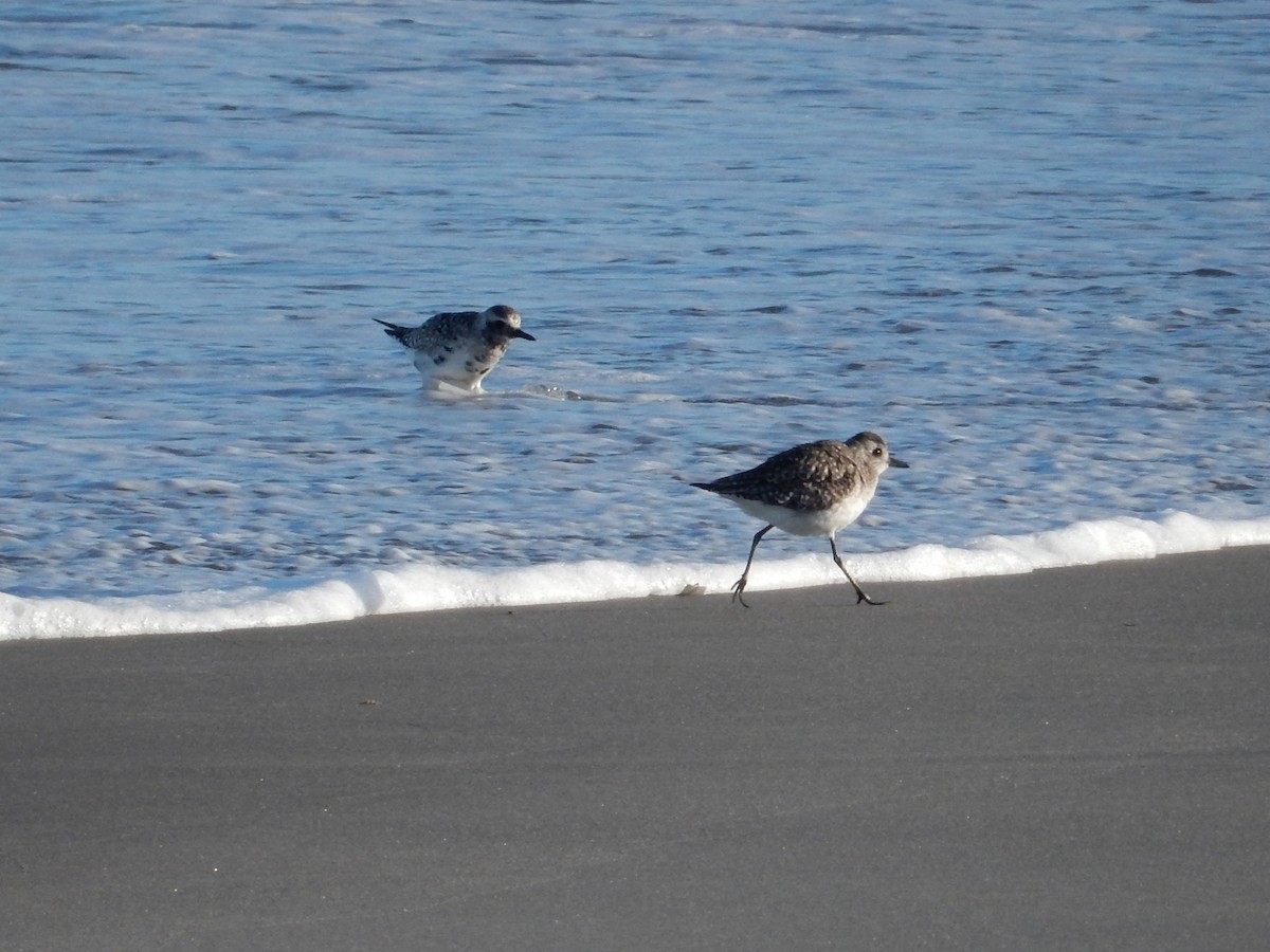 Black-bellied Plover - ML654233441